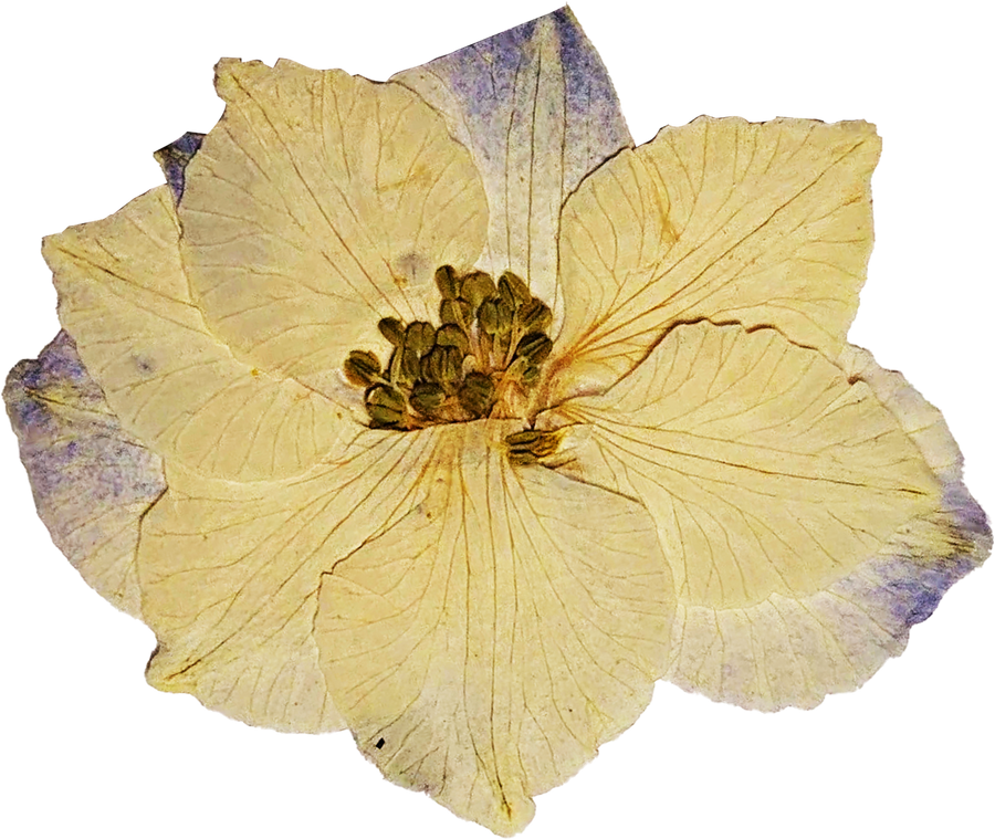 Yellow Pressed Flower