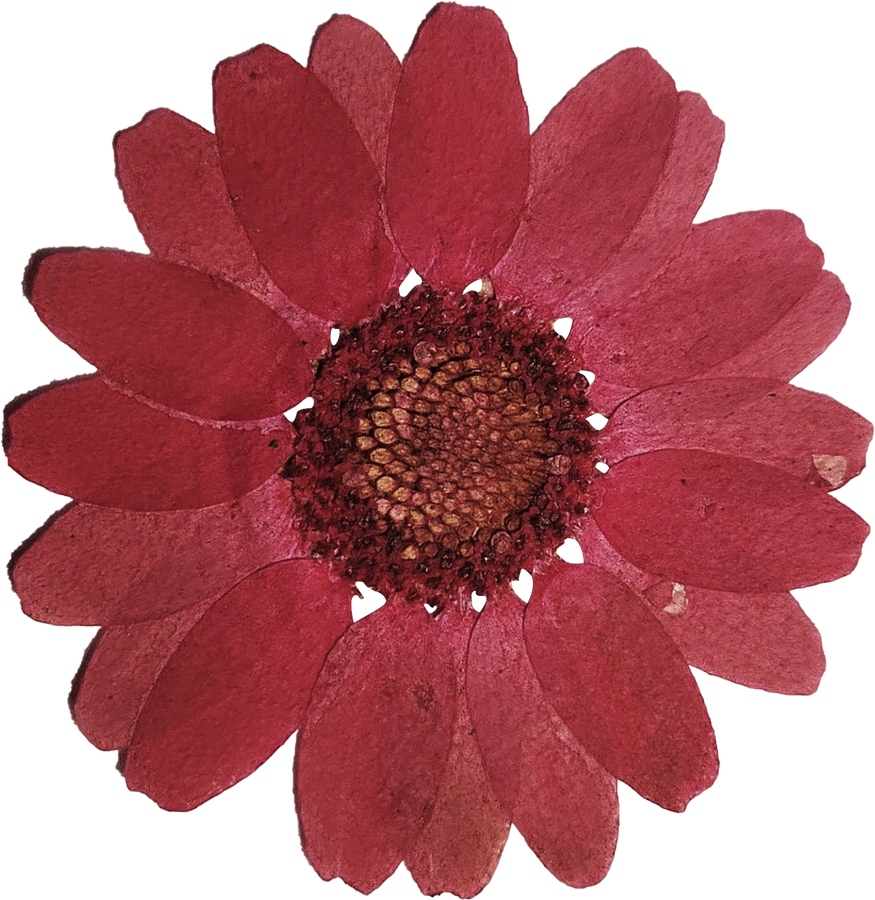 Pressed Red Flower