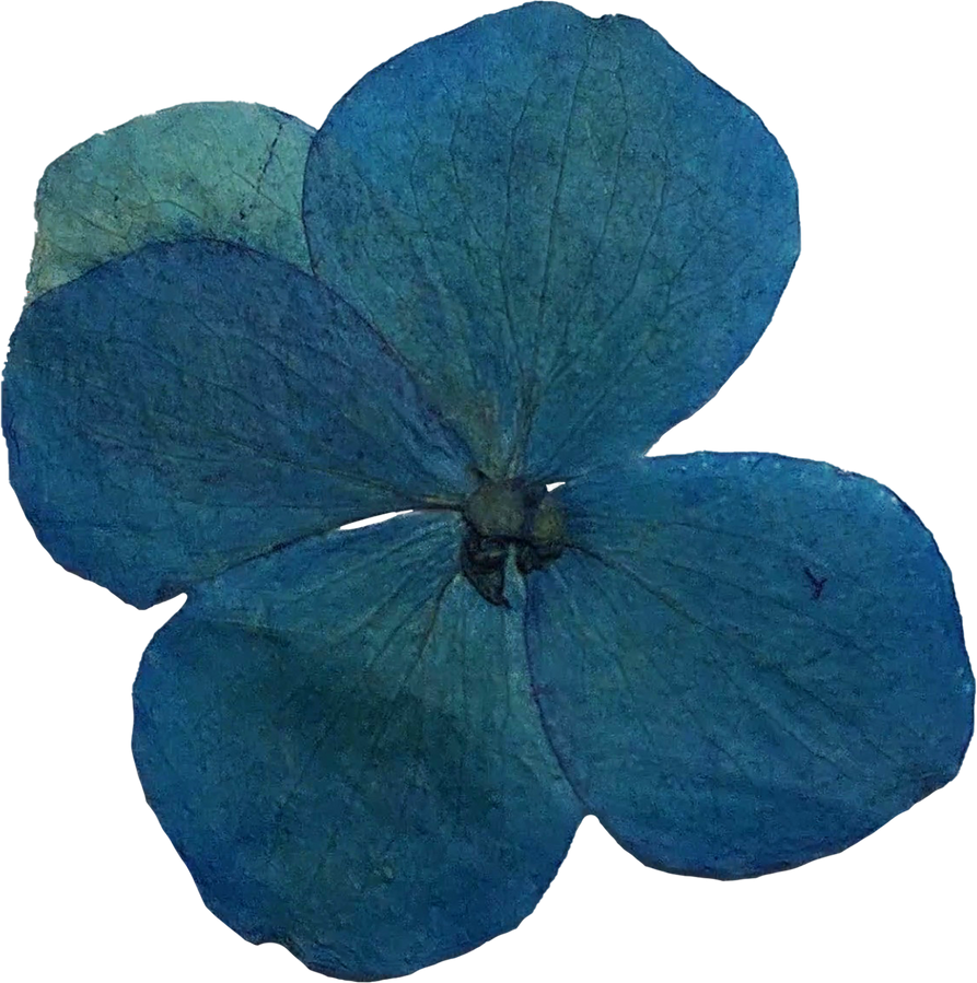 Blue Pressed Flower