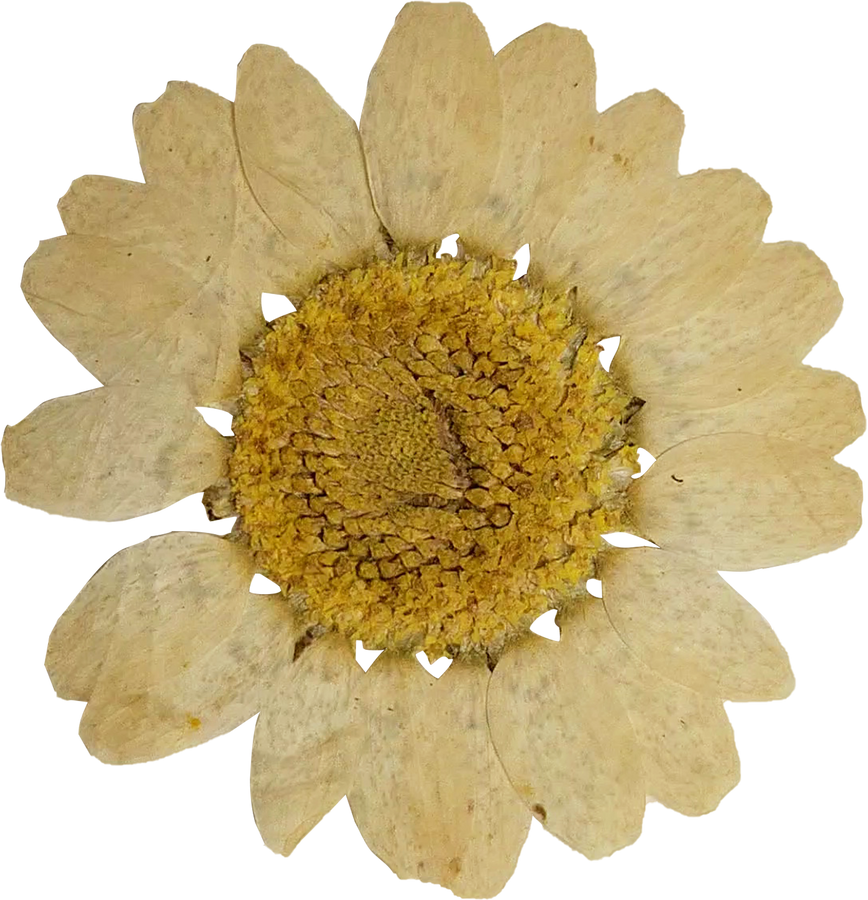 Dried and Pressed Sunflower