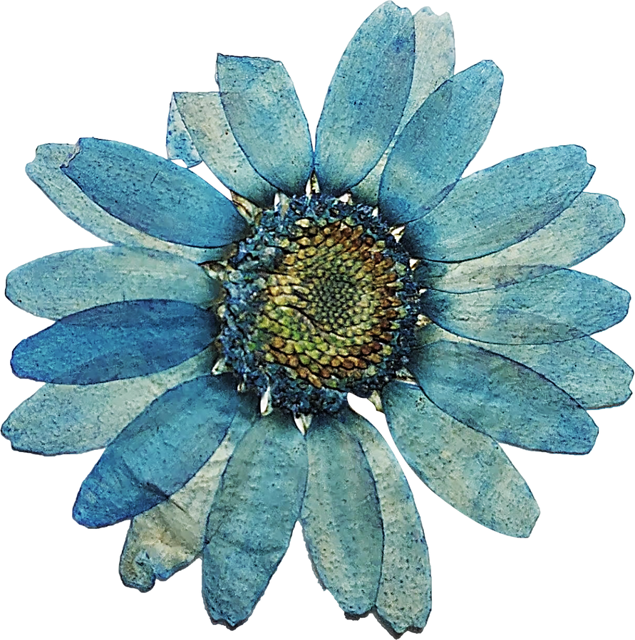 Blue Pressed Flower